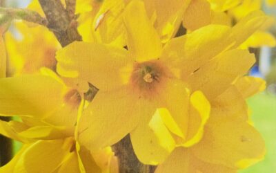forsythia